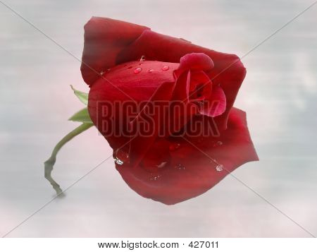 Misty Rose