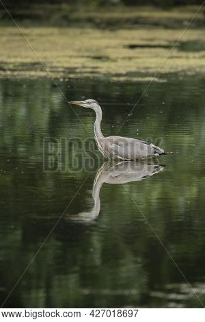Beautiful Grey Heron Bird Ardea Cinerea Pelecaniformes On Lake In Summer Hunting Small Fish In Water