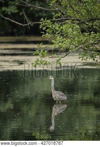Beautiful Grey Heron Bird Ardea Cinerea Pelecaniformes On Lake In Summer Hunting Small Fish In Water