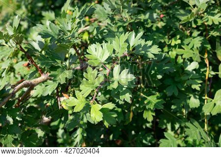 Hawthorn Bush With Small Green Leaves On A Sunny Day.