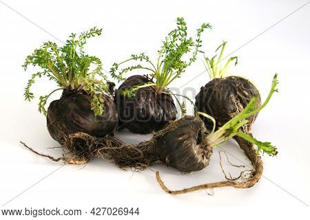 Maca. Peruvian Root For Vitality, Energy And Healty. Black Peruvian Maca In White Background. Root A