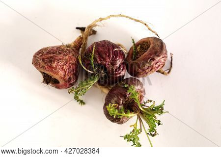 Maca. Peruvian Root For Vitality, Energy And Healty. Red Peruvian Maca In White Background