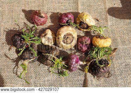 Various Types Of Peruvian Maca On A Rustic Background