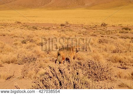 An Andean Fox Gracing In The Foothill Of Atacama Desert, The Los Flamencos National Reserve, Norther
