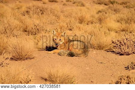A Friendly Andean Fox Sunbathing In The Field Of Atacama Desert, Altiplano Of Northern Chile, South 