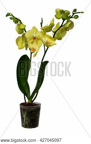 Yellow Orchid In A Flowerpot. Isolated On White . Tropical Flower Blooms