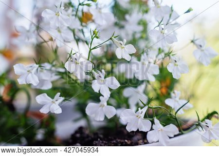 White Lobelia Erinus Flowers In The Garden, Selective Focus.