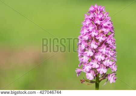 Pyramid Orchid (anacamptis Pyramidalis) Flower