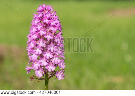 Pyramid Orchid (anacamptis Pyramidalis) Flower