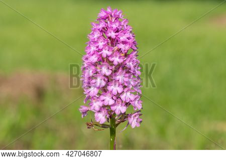 Pyramid Orchid (anacamptis Pyramidalis) Flower