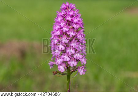 Pyramid Orchid (anacamptis Pyramidalis) Flower