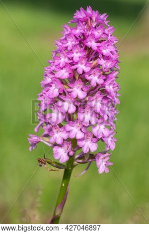 Close Up Of A Pyramid Orchid (anacamptis Pyramidalis) Flower In Bloom