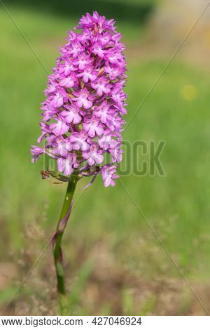 Pyramid Orchid (anacamptis Pyramidalis) Flower