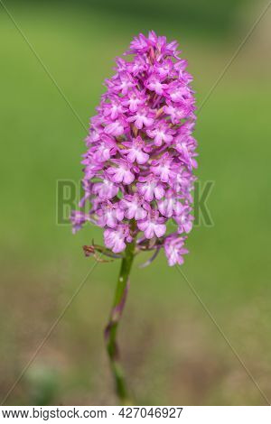 Pyramid Orchid (anacamptis Pyramidalis) Flower