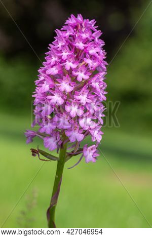 Pyramid Orchid (anacamptis Pyramidalis) Flower