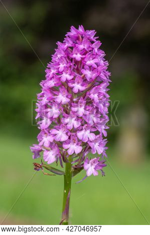 Pyramid Orchid (anacamptis Pyramidalis) Flower