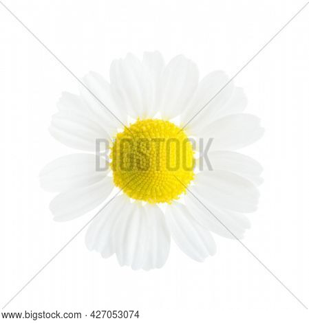 Small flower of Chamomile  isolated on white background. Close-up. Matricaria chamomilla