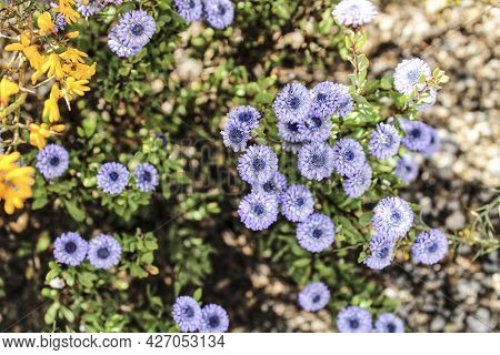 Purple Globularia Cordifolia Flowers In The Mountain In Albacete, Spain