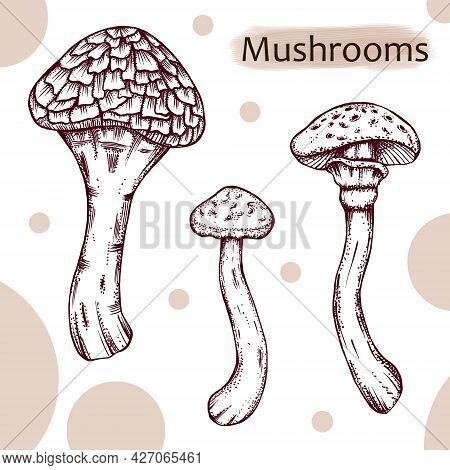 Monochrome Armillaria Ostoyae, Honey Mushroom Sketch, Vintage Style Forest Mushrooms Botanical Illus