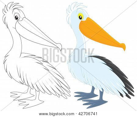 Pellicano