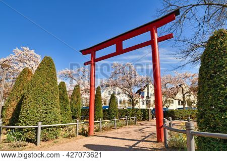 Hofheim, Germany - March 2021: Traditional Japanese 'torii' Gate And Blooming Japanese Cherry Trees 