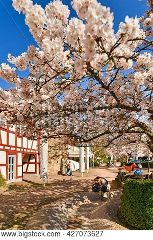 Hofheim, Germany - March 2021: Blooming Japanese Cherry Blossom Tree At  Historic Square Called 'pla