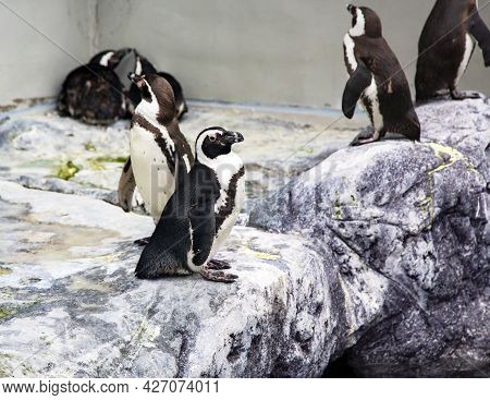 Group Of South African Penguins Spheniscus Demersus Also Known As The Jackass Penguin, Black-footed 