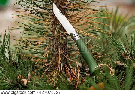 Folding French Knife. Folding Pocket Knife. Knife With A Wooden Handle. Knife On A Spruce Branch. Fr