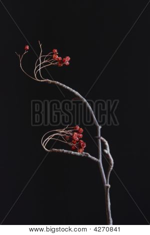 Branche de Rowan