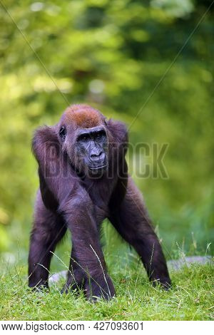 The Western Lowland Gorilla (gorilla Gorilla) Standing On A Grassy Hill. Young Ape In Captivity. Low