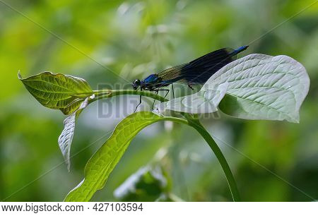Dragonfly On A Green Background. Summer Sunny Day. Close Up