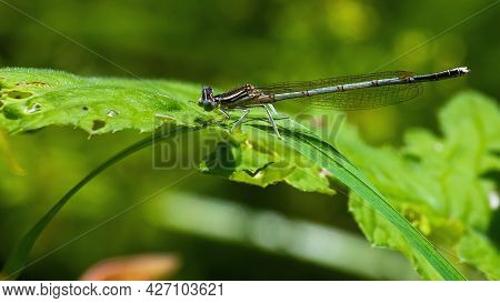 Dragonfly On A Green Background. Summer Sunny Day. Close Up