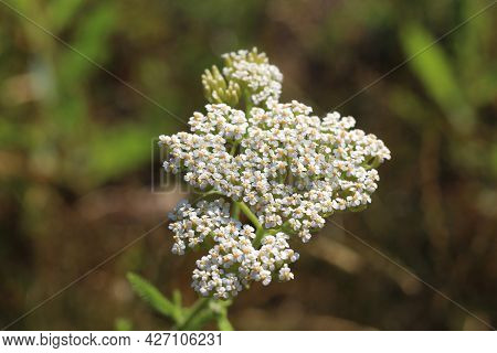 Medicinal Wild Herb Yarrow Achillea Millefolilium . The Plant During Flowering , Closeup