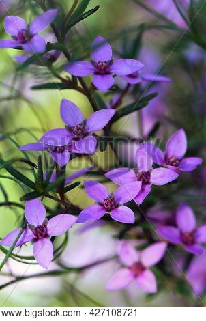 Pink Flowers Of Australian Native Boronia Ledifolia, Family Rutaceae. Growing In Sydney Woodland, Ns