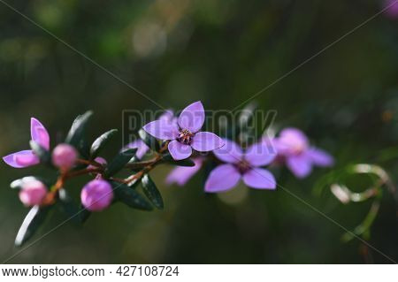 Pink Flowers Of Australian Native Boronia Ledifolia, Family Rutaceae. Growing In Sydney Woodland, Ns