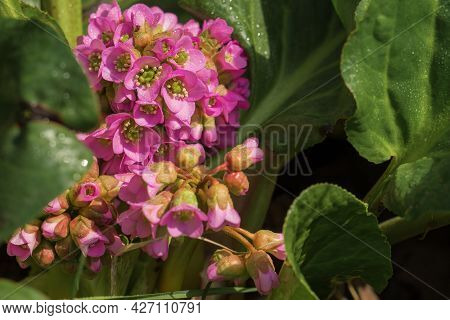Pink Flower Of Badan Or Bergenia Crassifolia Among Large Green Leaves. Blooming Medicinal Plant. Her