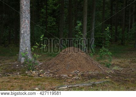 Large Anthill Of Pine Needles And Other Things In The Summer Green Coniferous Forest. Formicary Nest