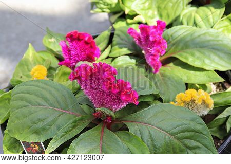 Closeup Of A Celosia Pink Coral Like Flower