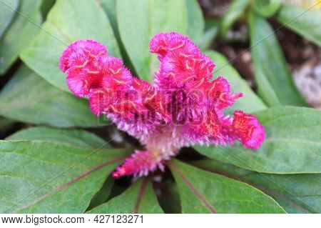 Closeup Of A Celosia Pink Coral Like Flower