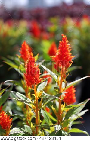 Rows Of Red Celosia Flowers Growing In Spring