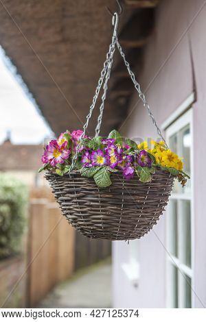 Multicolored Primrose In A Wicker Willow Basket, Hung For Decoration At The Entrance To An Old Engli