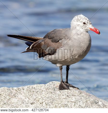 Heermann's Gull, Nonbreeding Adult. Moss Landing State Beach, Monterey County, California, Usa.
