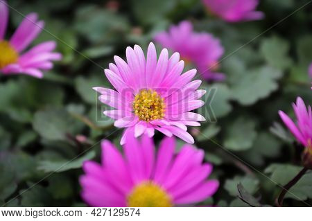 Cut Leaf Daisies Growing During The Summer