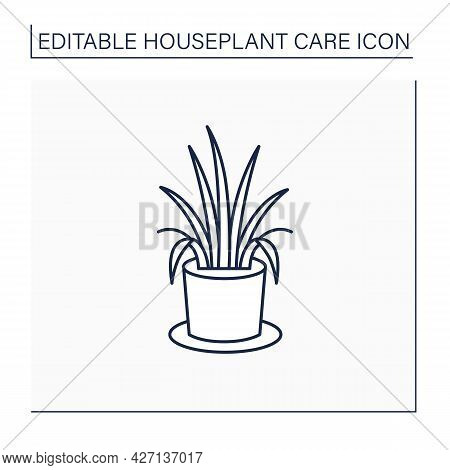 Chlorophytum Comosum Line Icon. Home Gardening. Tropical Plant Interior Decor. Beautiful Home Plant 