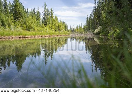 Nature Scenery With Lush Green Coniferous Forest With Calm River Reflecting Its Surroundings, Shot I