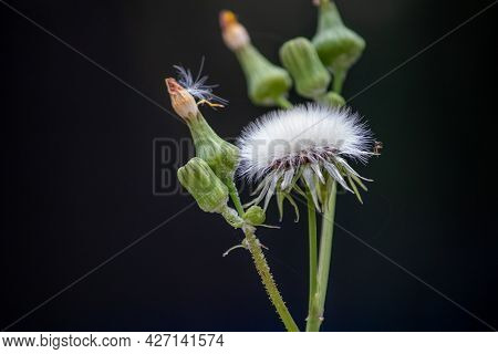 Sow Thistle Common Weeds In Nebraska With Yellow Flowers
