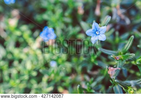 Native Australian Lithadora Plant With Blue Purple Flowers Outdoor In Sunny Backyard Shot At Shallow