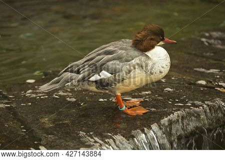 Common Merganser, Goosander (mergus Merganser) In Zoo.