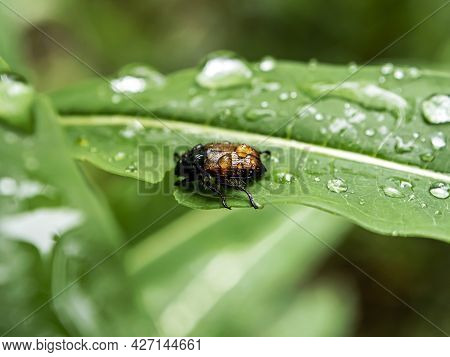 June Beetle, An Insect With The Latin Name Amphimallon Solstitiale On A Green Leaf Covered With Rain