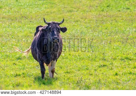 Black And White Coloring Cow. Cute Black Cow On The Spring Field. Farming, Free Grazing Concept, Spr